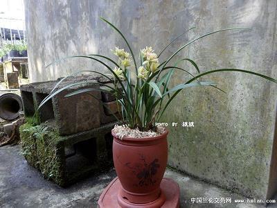 以半击倍