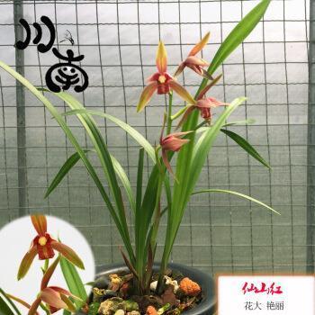 顺风使帆