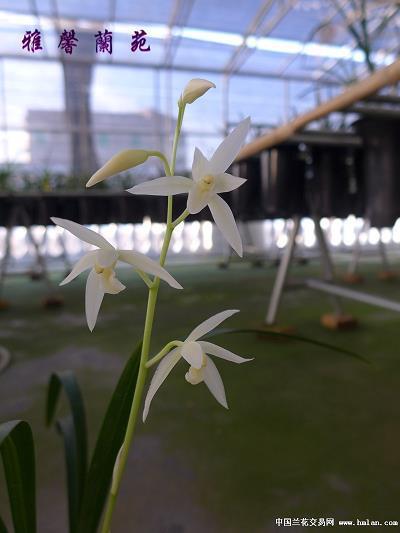 三迭阳关