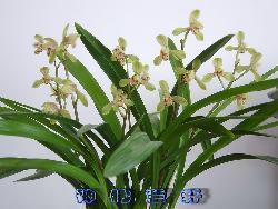 昏镜重磨