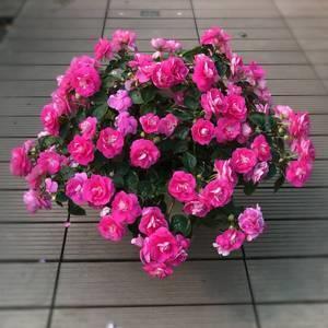 芒鞋竹杖