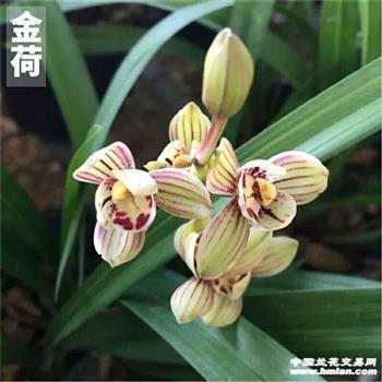 哑子漫尝黄柏味，自家有苦自家知