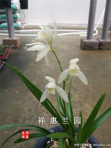 疾痛惨怛