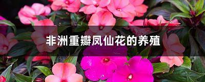 后发制人