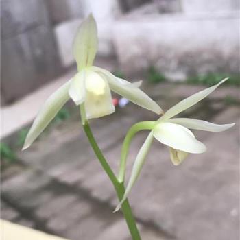 孤军奋战