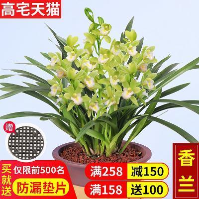 身无寸缕