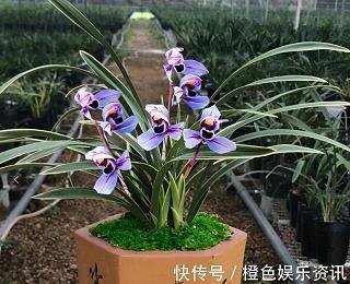 拍案惊奇