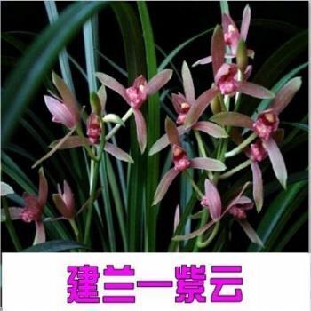 踟躇不前