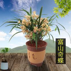程朱之学