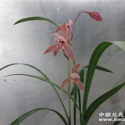 丢车保帅