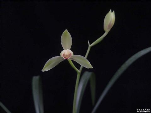 丧胆亡魂