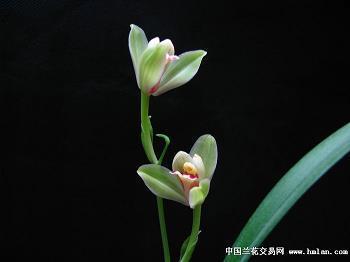 乜斜缠帐