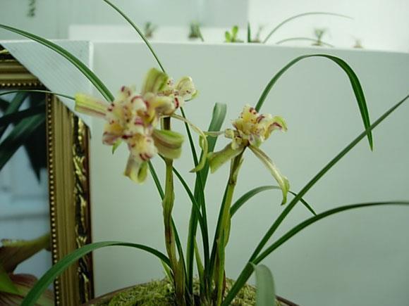 锦簇花团