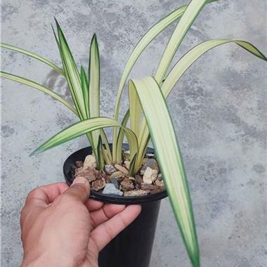 按劳分配