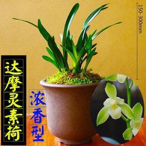 翻云复雨