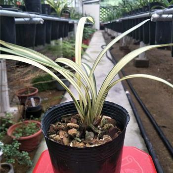 鼓噪而起