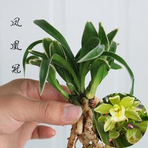 才调秀出