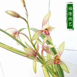 老黄牛