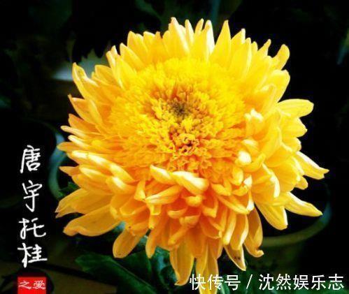 指麾可定