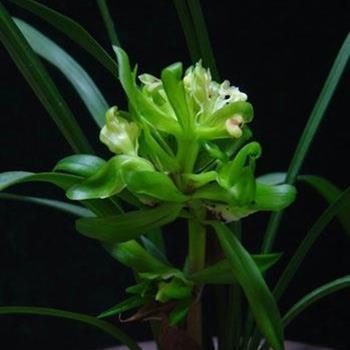 彩笔生花