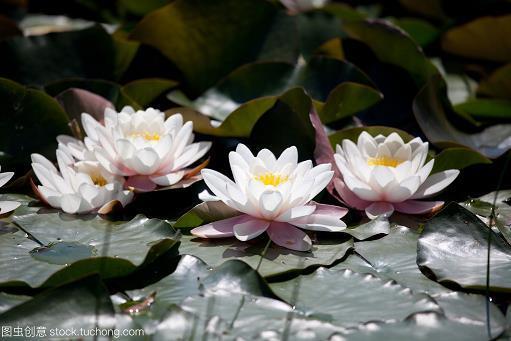 蛛丝虫迹