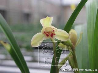 爱如珍宝