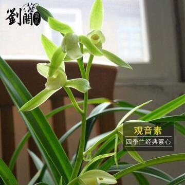 进退狼跋