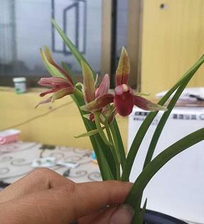 苟延残息