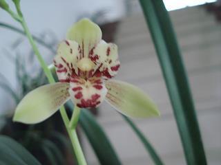 胶柱鼓瑟