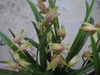 抹稀泥