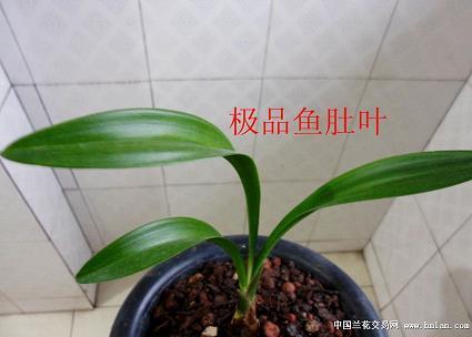虚度年华