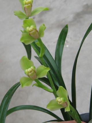 良金美玉