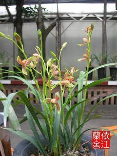 口含天宪