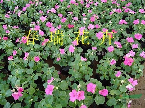 和光同尘