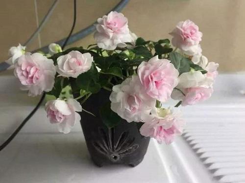 一尺水翻腾做百丈波