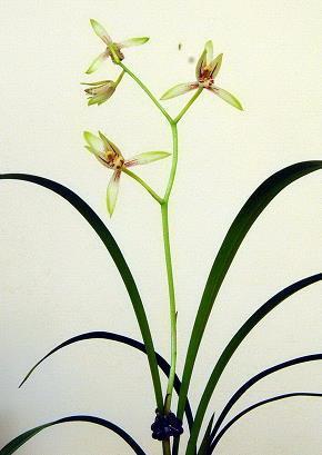 花门柳户
