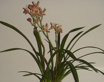 披露肝胆
