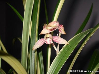 稳如磐石