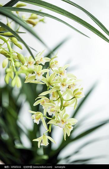 太阿倒持