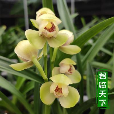 巧妙绝伦
