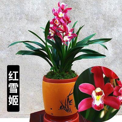 登木求鱼