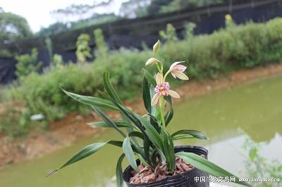 夹七夹八