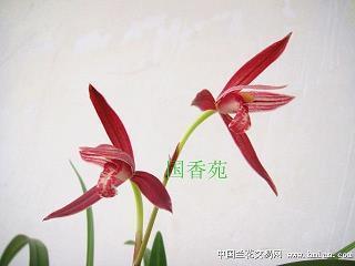 成规陋习