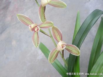 洋相百出