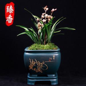 拙嘴笨舌