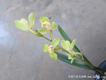 敛声息语