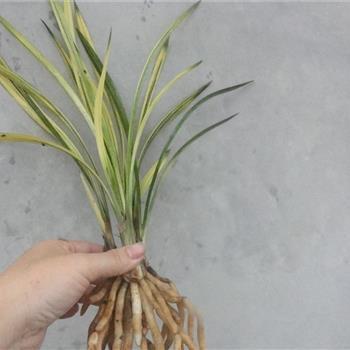 根株附丽