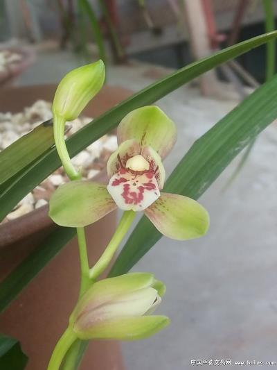 猿鹤虫沙