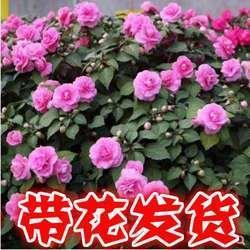 黄袍加身
