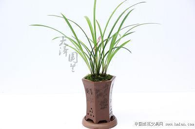 挫骨扬灰